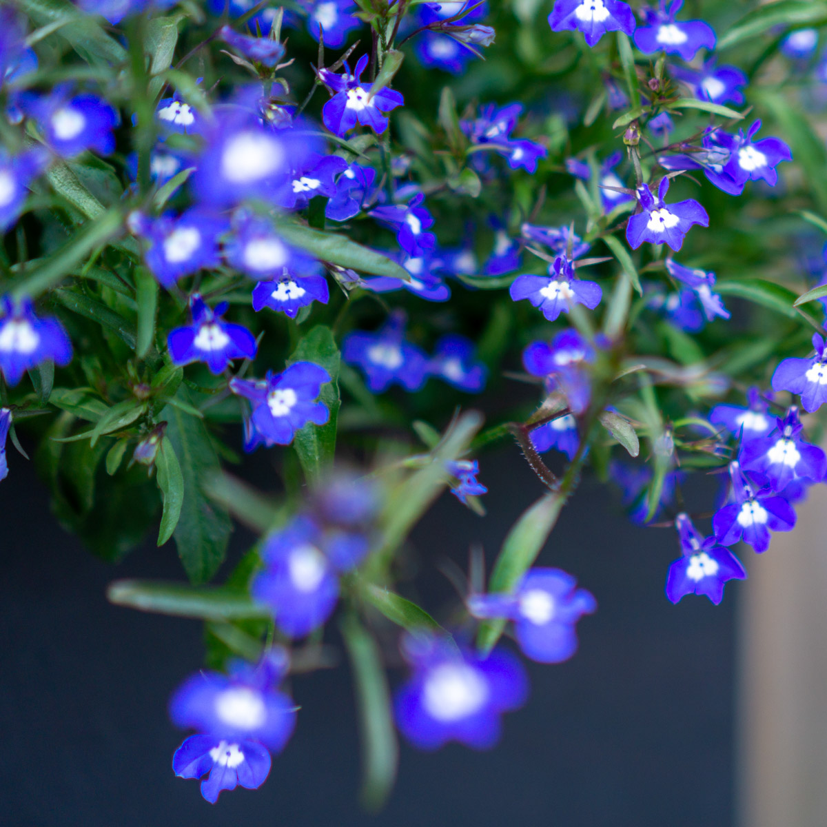 niebieski kwiat donniczkowy