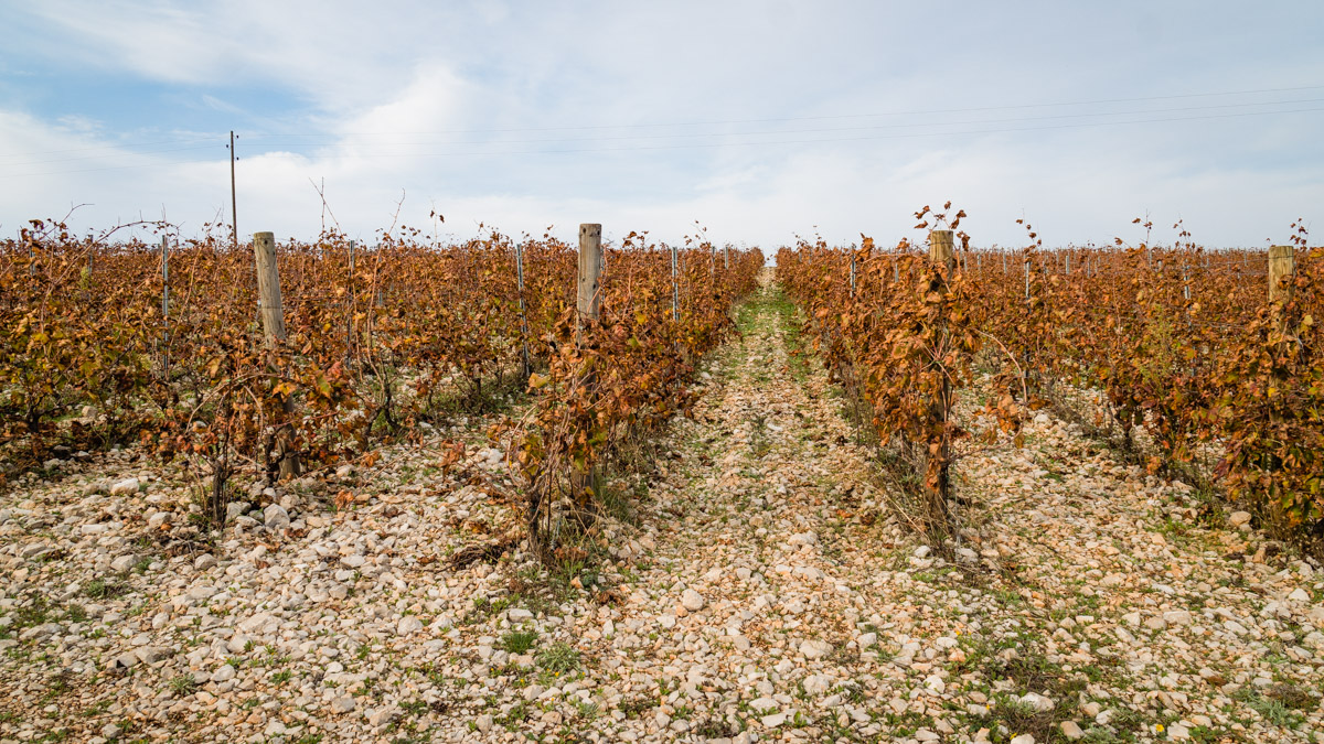 Plantacja winorośli, Hvar