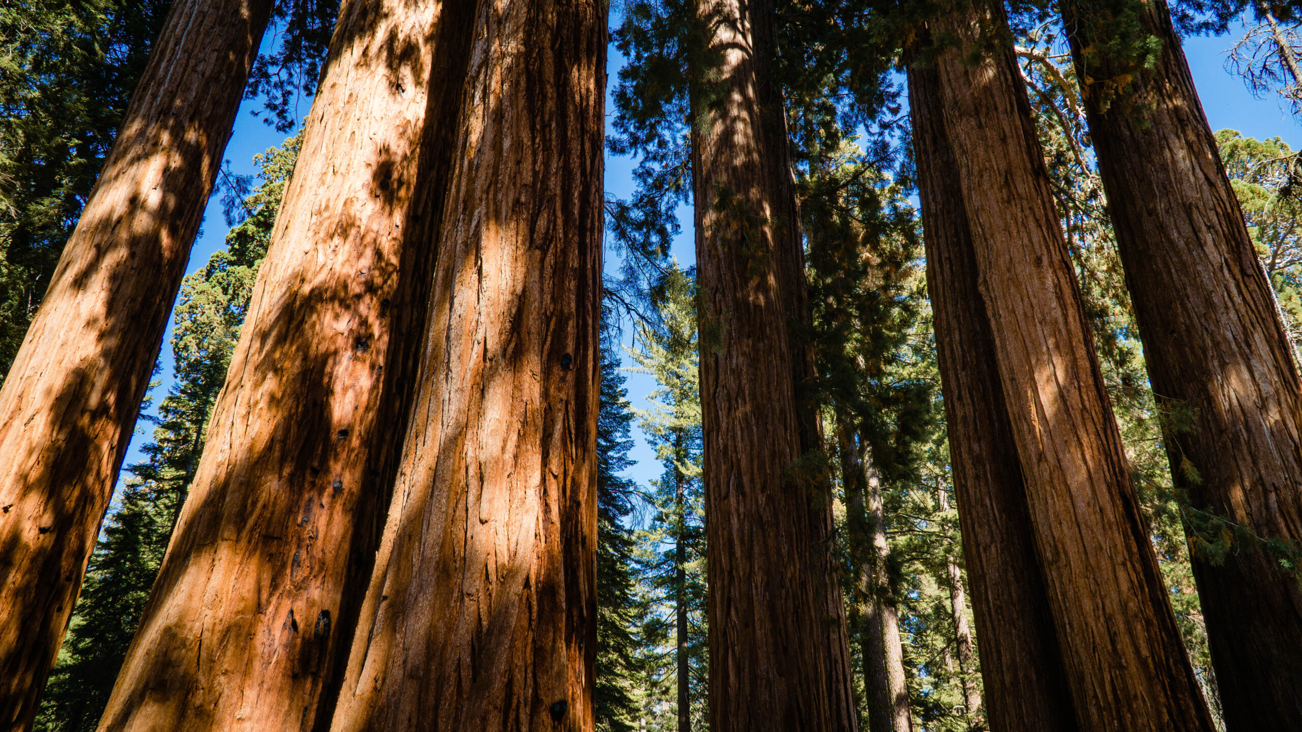 Park Narodowy Sequoia USA