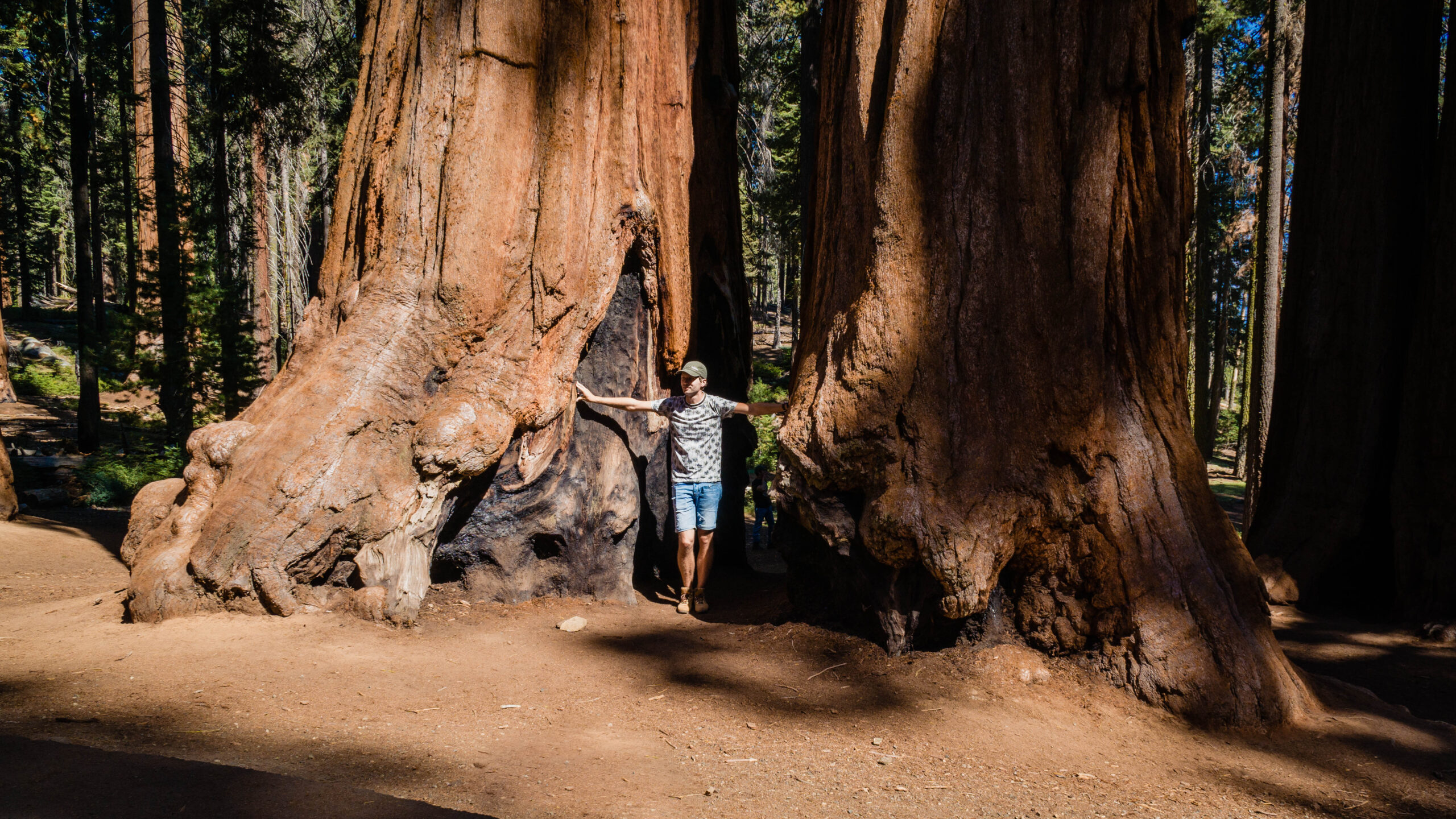 Park Narodowy Sequoia USA Big Trees Trail