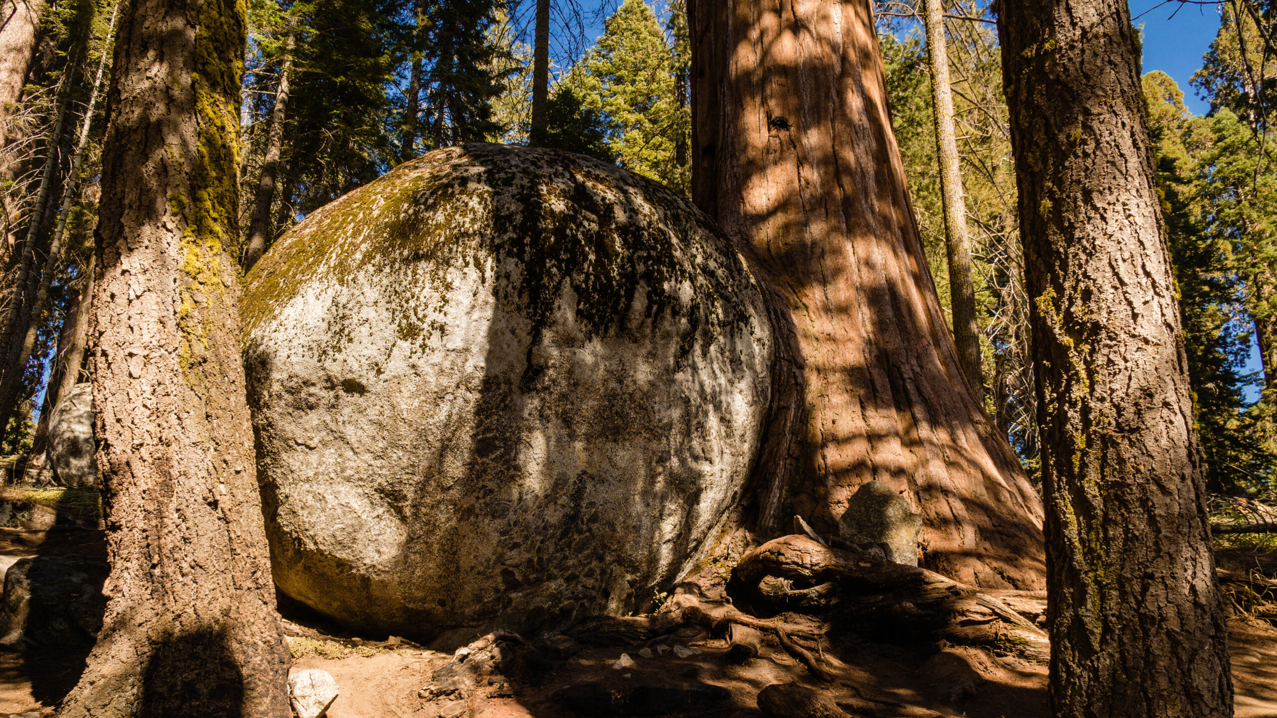 Park Narodowy Sequoia USA Big Trees Trail