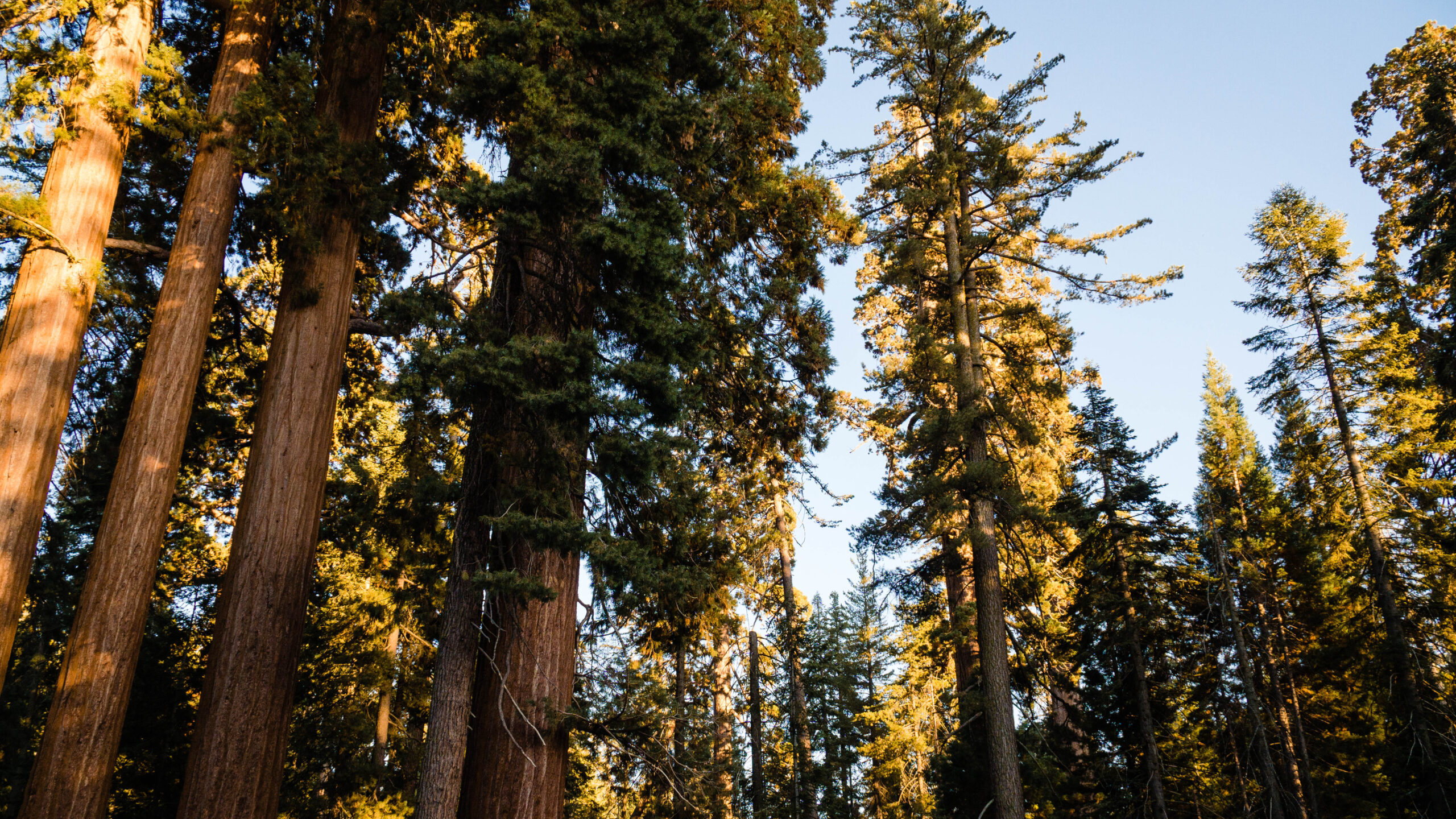 Park Narodowy Sequoia USA Fakty